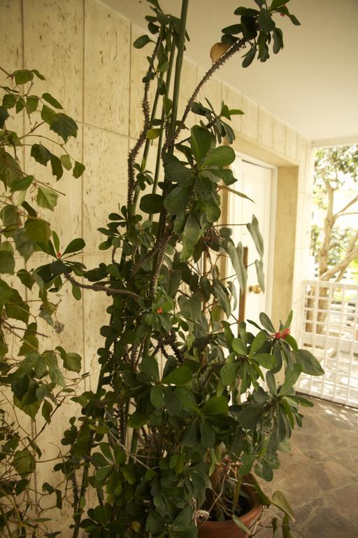 Casa Mimi B&B เปสการา ภายนอก รูปภาพ